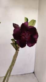 Planta Dobrada 3426 – 35cm – 03 anos