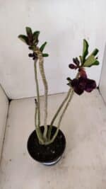 Planta Dobrada 3426 – 35cm – 03 anos - Imagem 4