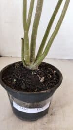 Planta Dobrada 3426 – 35cm – 03 anos - Imagem 7