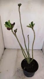 Planta Dobrada 3426 – 35cm – 03 anos - Imagem 5