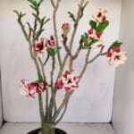 Planta Dobrada 3427 – 35cm – 03 anos