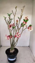 Planta Dobrada 3427 – 35cm – 03 anos