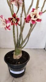 Planta Dobrada 3427 – 35cm – 03 anos - Imagem 7