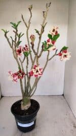 Planta Dobrada 3427 – 35cm – 03 anos - Imagem 6