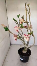 Planta Dobrada 3427 – 35cm – 03 anos - Imagem 5