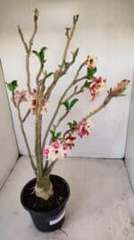 Planta Dobrada 3427 – 35cm – 03 anos - Imagem 4