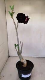 Planta Dobrada 3428 – 35cm – 03 anos - Imagem 2