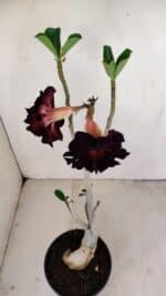 Planta Dobrada 3428 – 35cm – 03 anos - Imagem 5