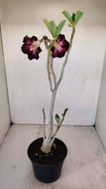 Planta Dobrada 3428 – 35cm – 03 anos - Imagem 4