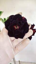 Planta Dobrada 3428 – 35cm – 03 anos