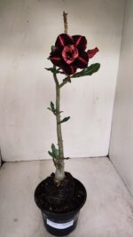 Planta Dobrada 3429 – 35cm – 03 anos - Imagem 2