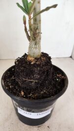 Planta Dobrada 3429 – 35cm – 03 anos - Imagem 6