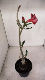 Planta Dobrada 3429 – 35cm – 03 anos - Imagem 4