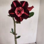 Planta Dobrada 3429 – 35cm – 03 anos