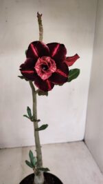 Planta Dobrada 3429 – 35cm – 03 anos