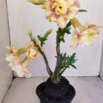 Planta Dobrada 3430 – 35cm – 03 anos