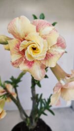 Planta Dobrada 3430 – 35cm – 03 anos - Imagem 4