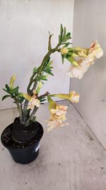 Planta Dobrada 3430 – 35cm – 03 anos - Imagem 10