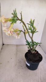 Planta Dobrada 3430 – 35cm – 03 anos - Imagem 9