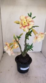 Planta Dobrada 3430 – 35cm – 03 anos - Imagem 8