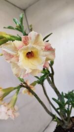 Planta Dobrada 3430 – 35cm – 03 anos - Imagem 5