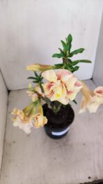 Planta Dobrada 3430 – 35cm – 03 anos - Imagem 6