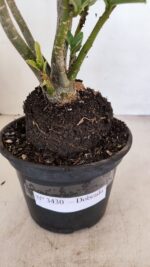 Planta Dobrada 3430 – 35cm – 03 anos - Imagem 7