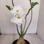 Planta Dobrada 3431 – 35cm – 03 anos