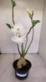 Planta Dobrada 3431 – 35cm – 03 anos