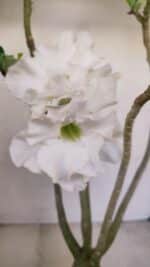 Planta Dobrada 3431 – 35cm – 03 anos - Imagem 3