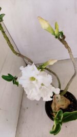 Planta Dobrada 3431 – 35cm – 03 anos - Imagem 4