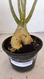 Planta Dobrada 3431 – 35cm – 03 anos - Imagem 9