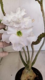 Planta Dobrada 3431 – 35cm – 03 anos - Imagem 5