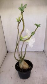 Planta Dobrada 3431 – 35cm – 03 anos - Imagem 8
