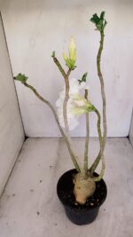 Planta Dobrada 3431 – 35cm – 03 anos - Imagem 7