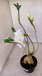 Planta Dobrada 3431 – 35cm – 03 anos - Imagem 6