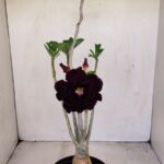 Planta Dobrada 3432 – 35cm – 03 anos