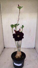 Planta Dobrada 3432 – 35cm – 03 anos