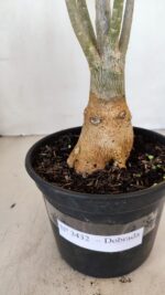 Planta Dobrada 3432 – 35cm – 03 anos - Imagem 7