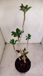 Planta Dobrada 3432 – 35cm – 03 anos - Imagem 6