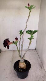 Planta Dobrada 3432 – 35cm – 03 anos - Imagem 5