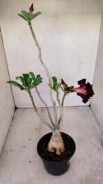 Planta Dobrada 3432 – 35cm – 03 anos - Imagem 4
