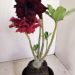 Planta Dobrada 3433 – 35cm – 03 anos