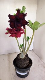 Planta Dobrada 3433 – 35cm – 03 anos