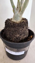 Planta Dobrada 3433 – 35cm – 03 anos - Imagem 7