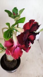 Planta Dobrada 3433 – 35cm – 03 anos - Imagem 6