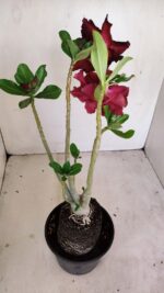 Planta Dobrada 3433 – 35cm – 03 anos - Imagem 5