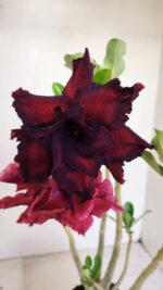 Planta Dobrada 3433 – 35cm – 03 anos - Imagem 3