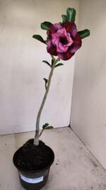 Planta Dobrada 3434 – 35cm – 02 anos - Imagem 2