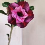 Planta Dobrada 3434 – 35cm – 02 anos